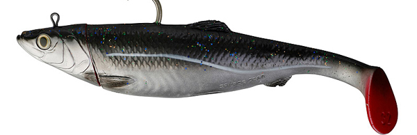 Bleeding Coalfish